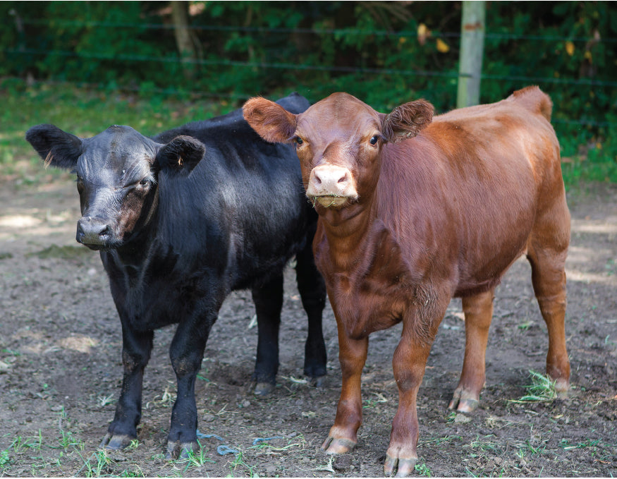 Cattle for Sale